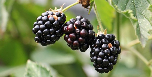 blackberries, bramble, berries