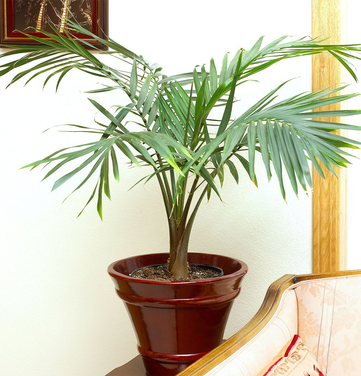 parlor palm plant, indoor parlor palm