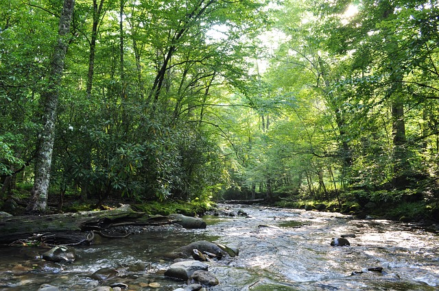 forest, river, nature