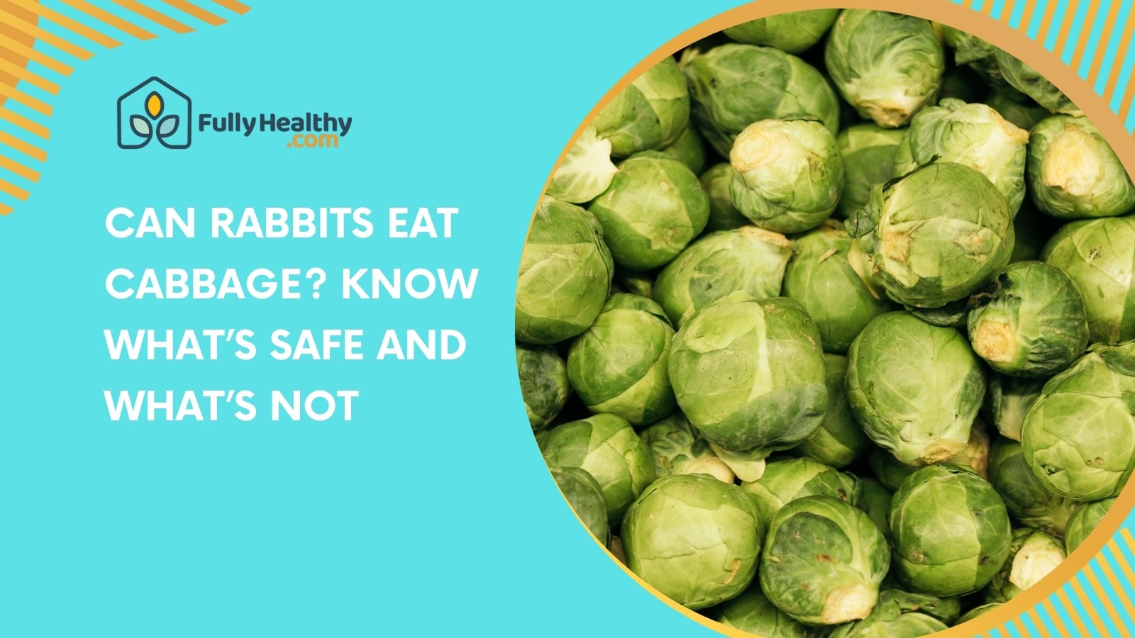 Can Rabbits Eat Cabbage? Know What’s Safe and What’s Not