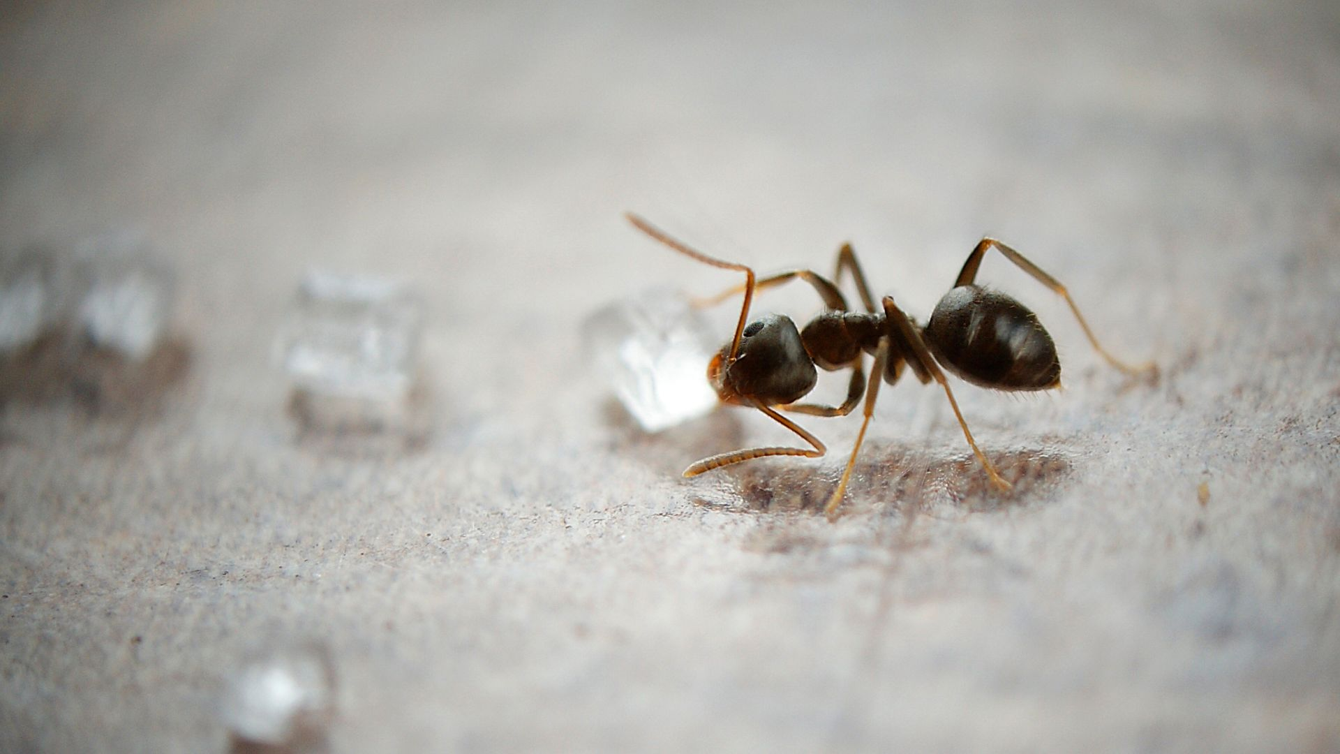 An image of an ant eating a granule of sugar on a white surface.