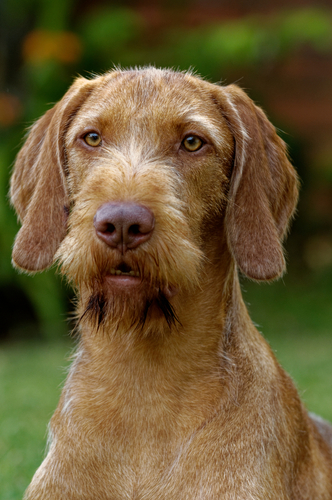 A close up image of a Wirehaired Vizsla