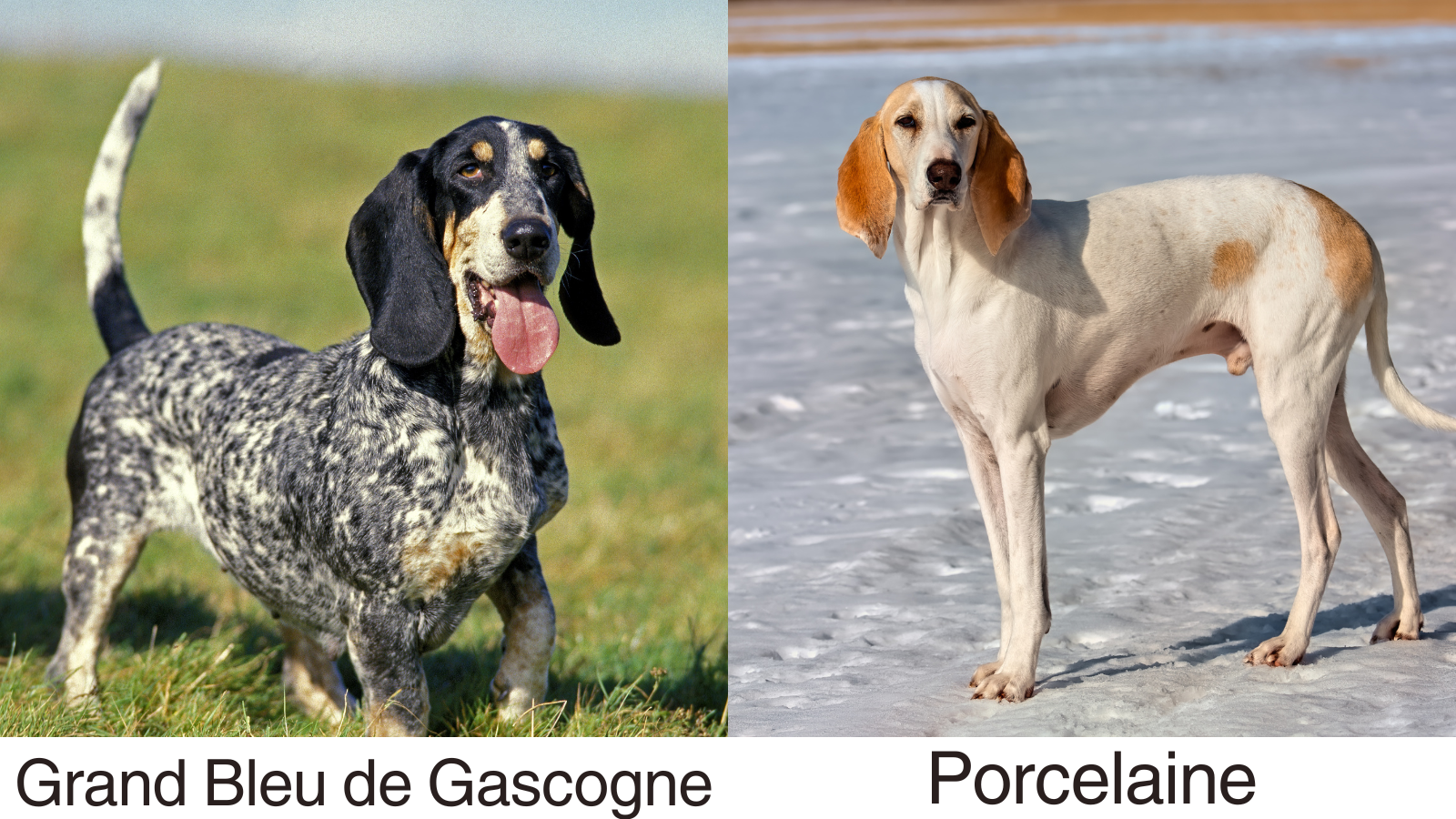 Possible breed mixes of the Segugio Ita