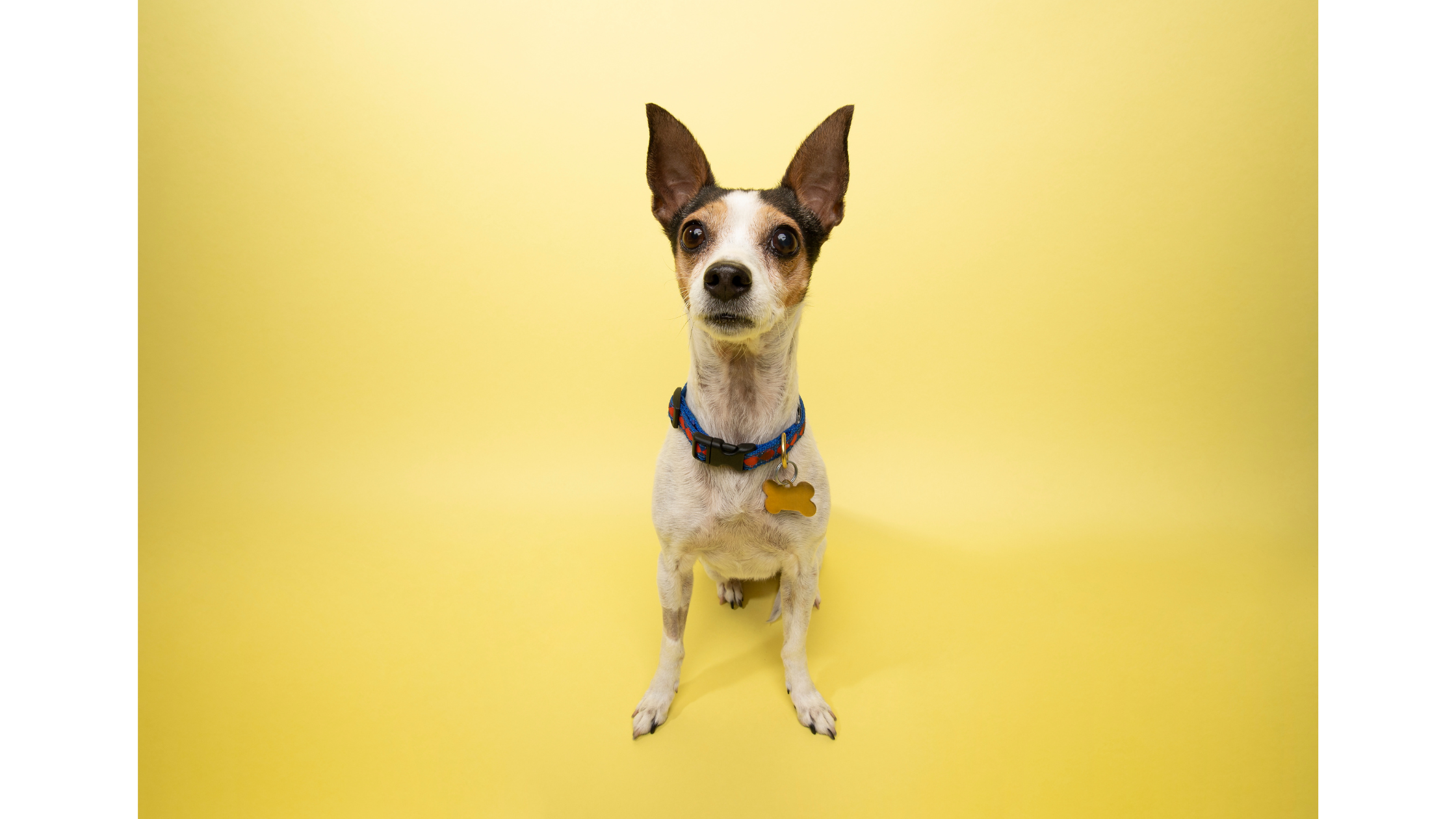 A well groomed Rat Terrier against a yellow background