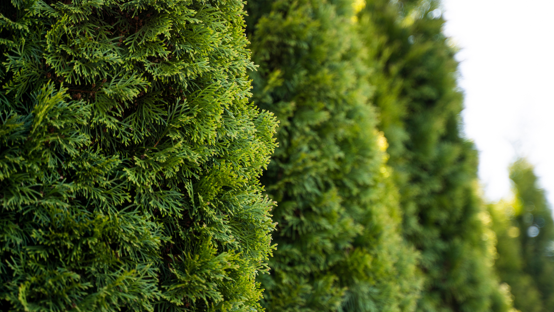 Thuja, Giftpflanzen
