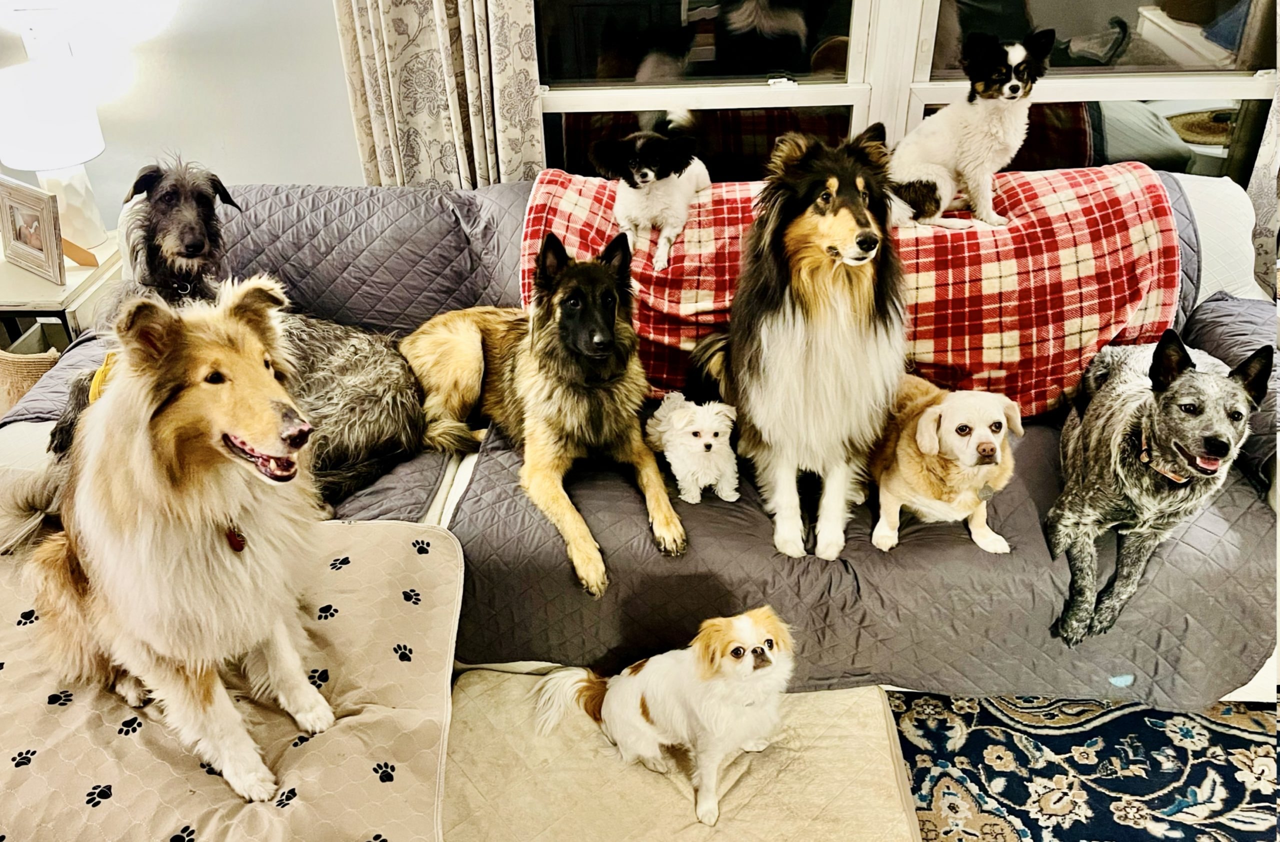 Managing Multi-Dog Conflicts