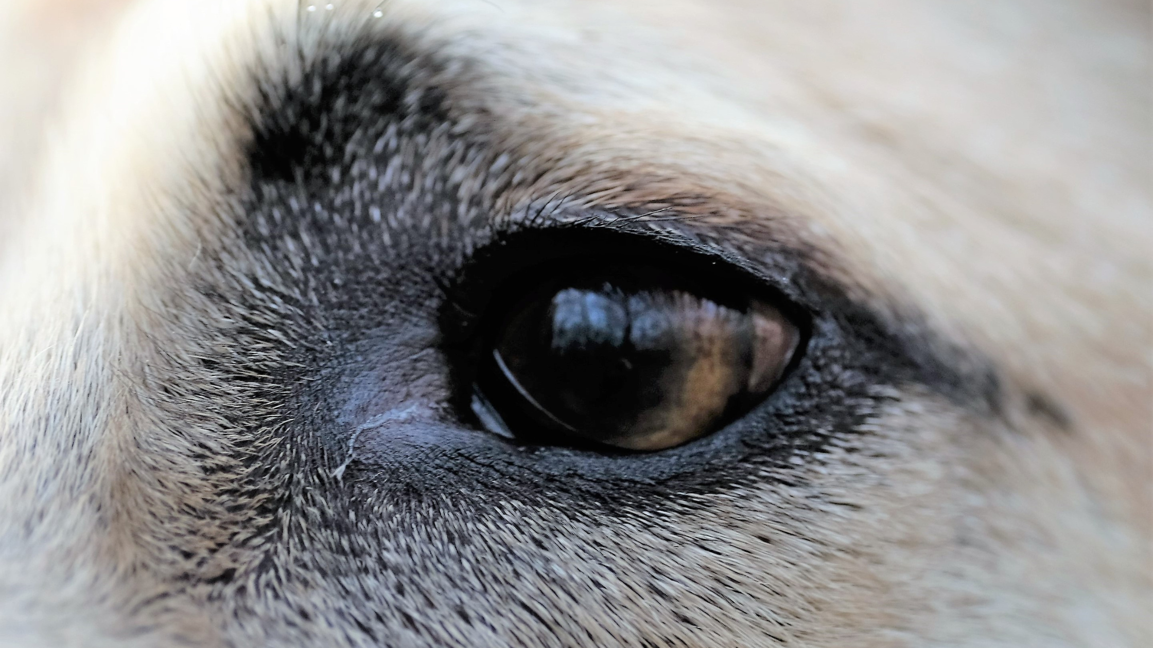 A close up view of a Sloughi eye highlighting their role as a sighthound