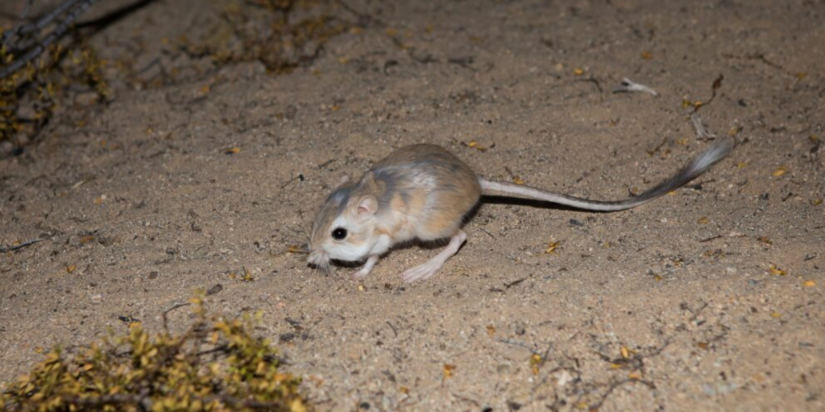 interesting animals in the sonoran desert