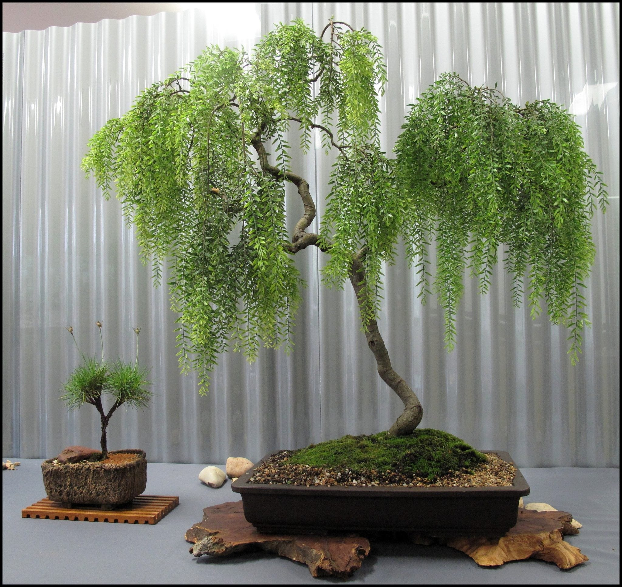 Bonsai Tree, bonsai tree species, bonsai tree growing