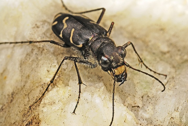 tiger beetle, macro, beetles