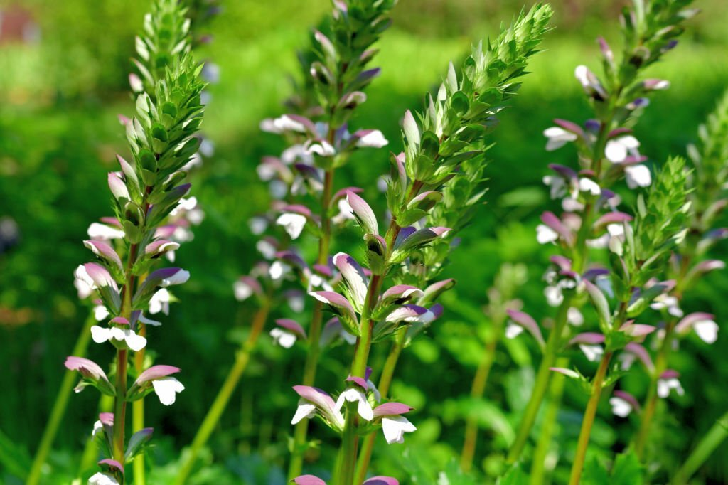 28 Beautiful Flower Names That Start With A 04