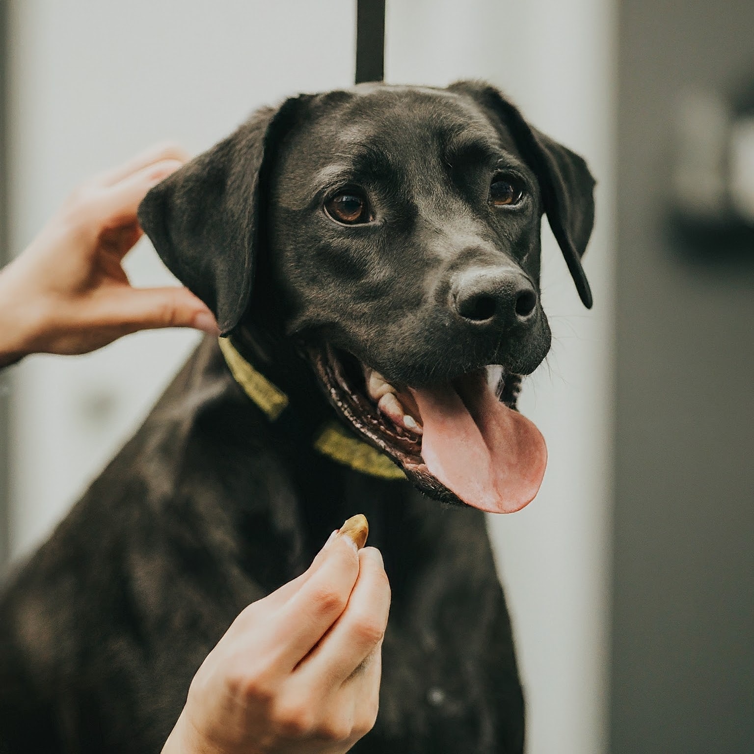 Calm An Anxious Dog During Grooming Sessions