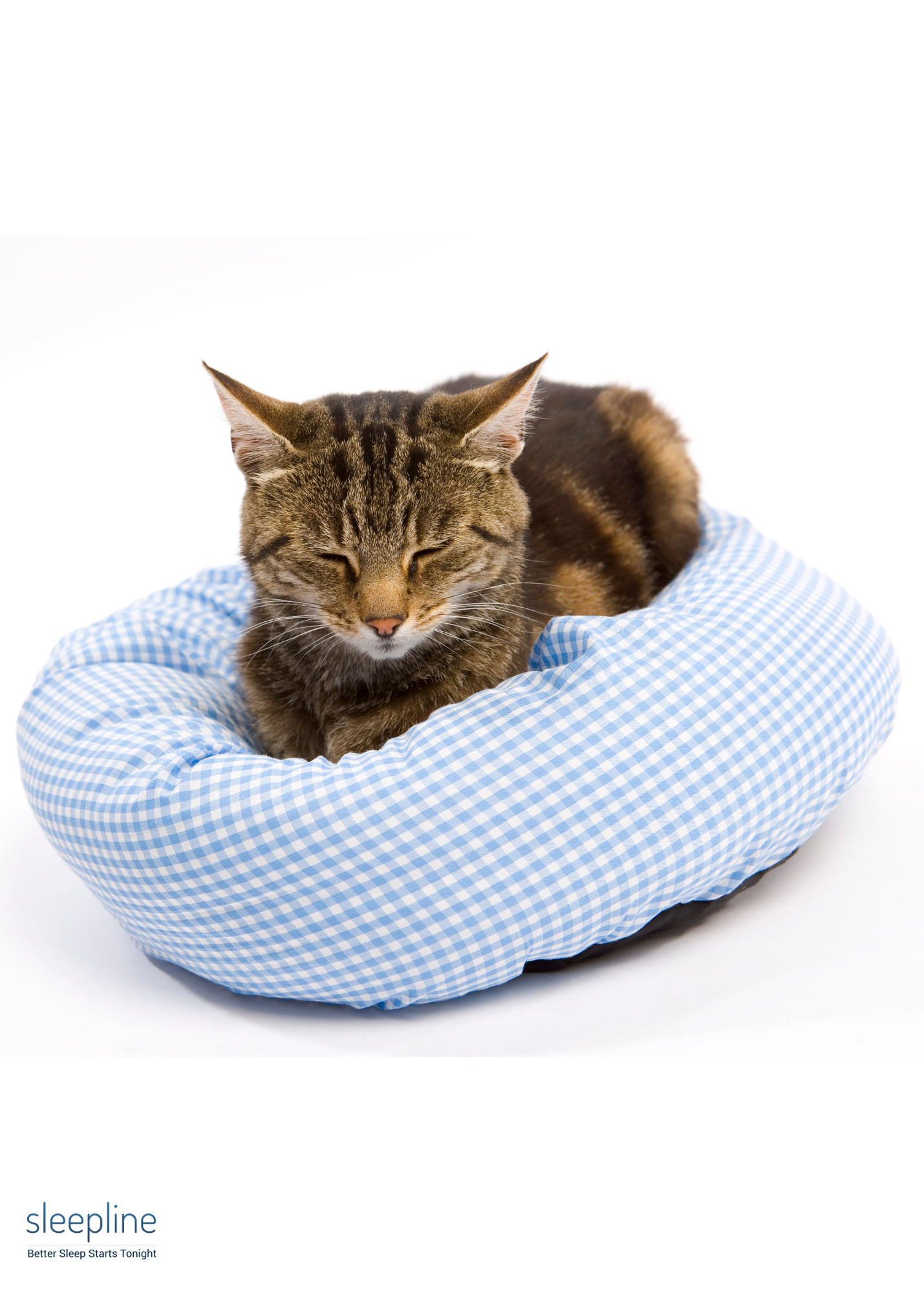 Turning an old pillow into a cat bed