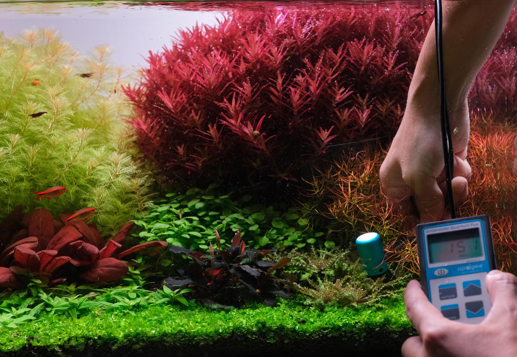 Measuring light strenth using a PAR meter, Rotala 'blood red sg' in the background