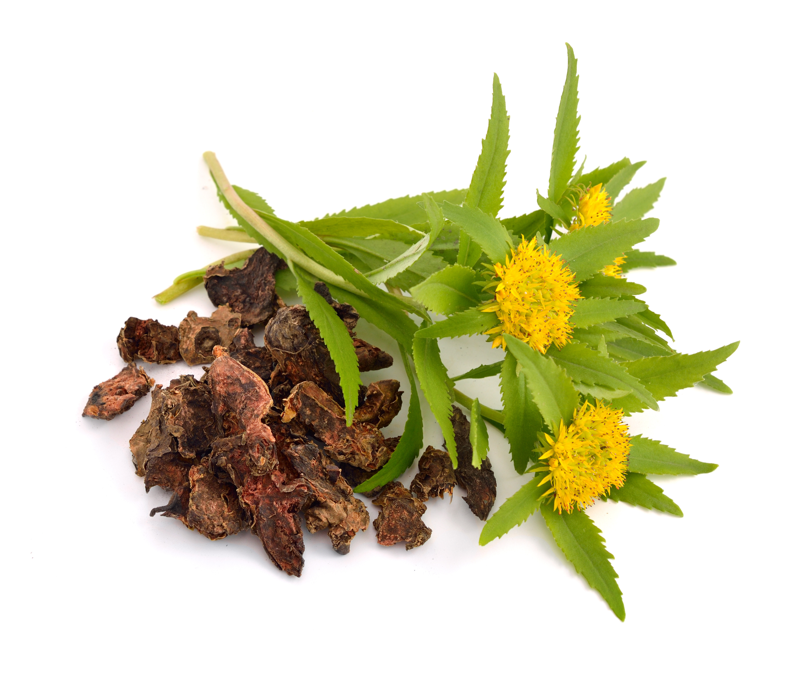 rhodiola extracts