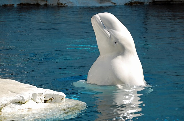 hd wallpaper, nature wallpaper, beluga whale