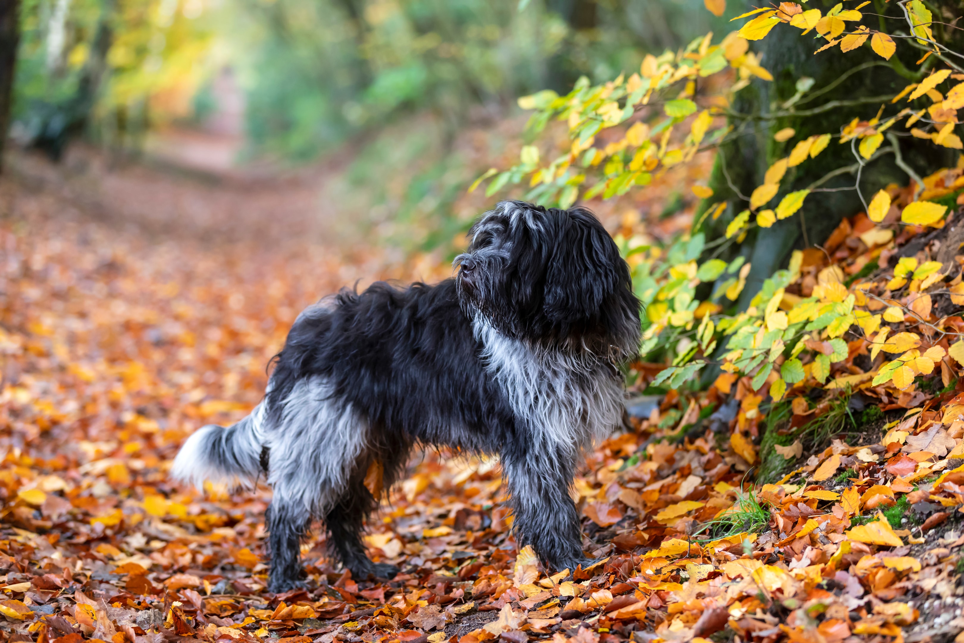 An adult Schapendoes standing in a forested trail