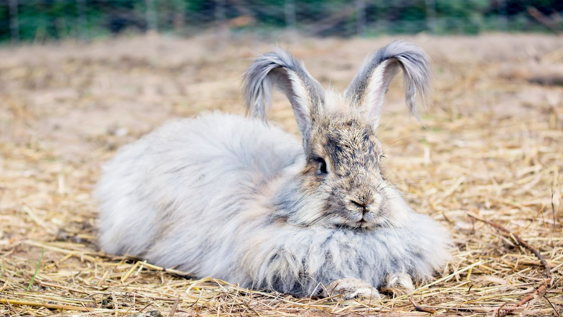 Do Long-haired Rabbits Need Special Supplements?