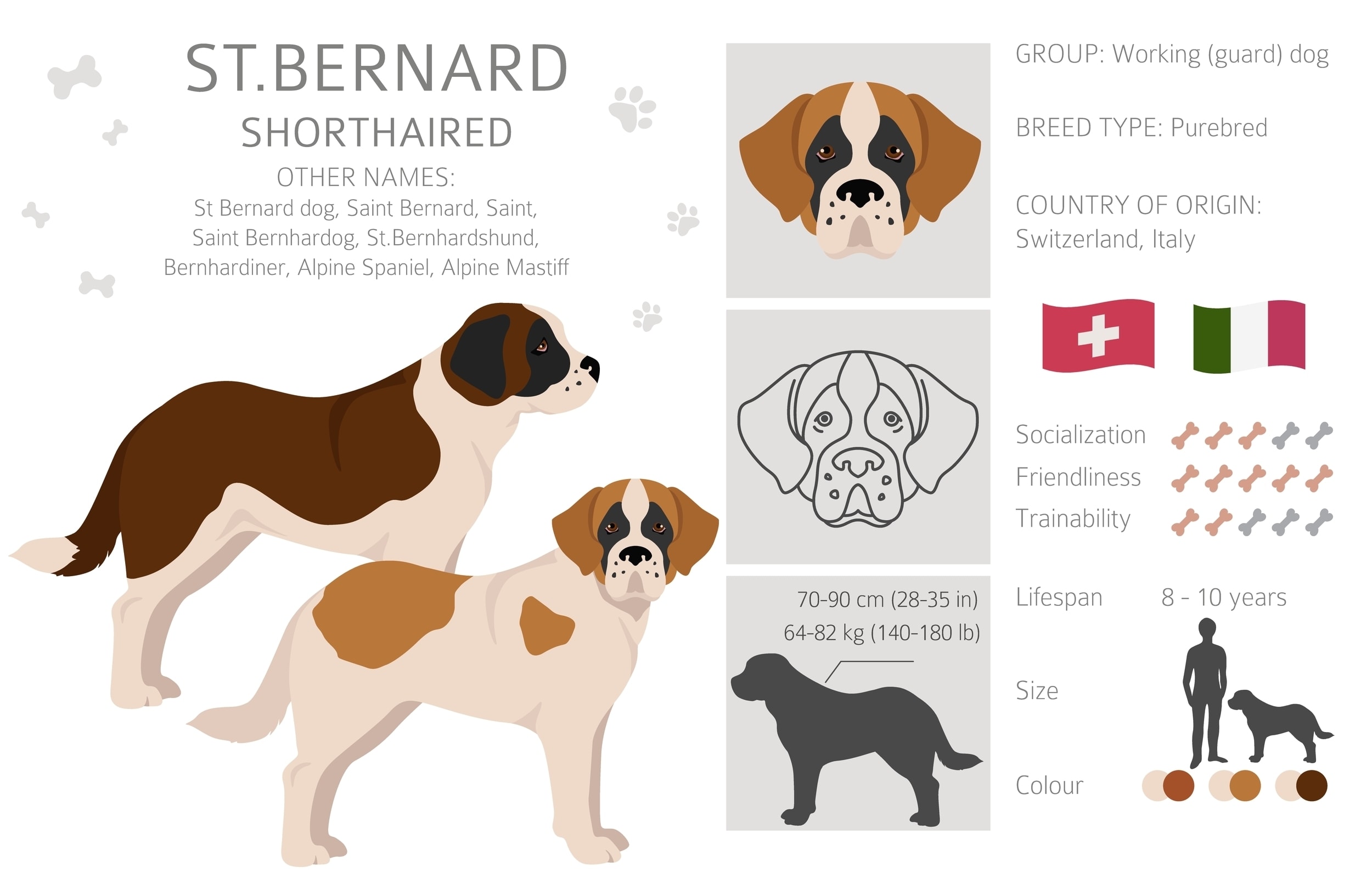An infographic of the Saint Bernard Dog Breed