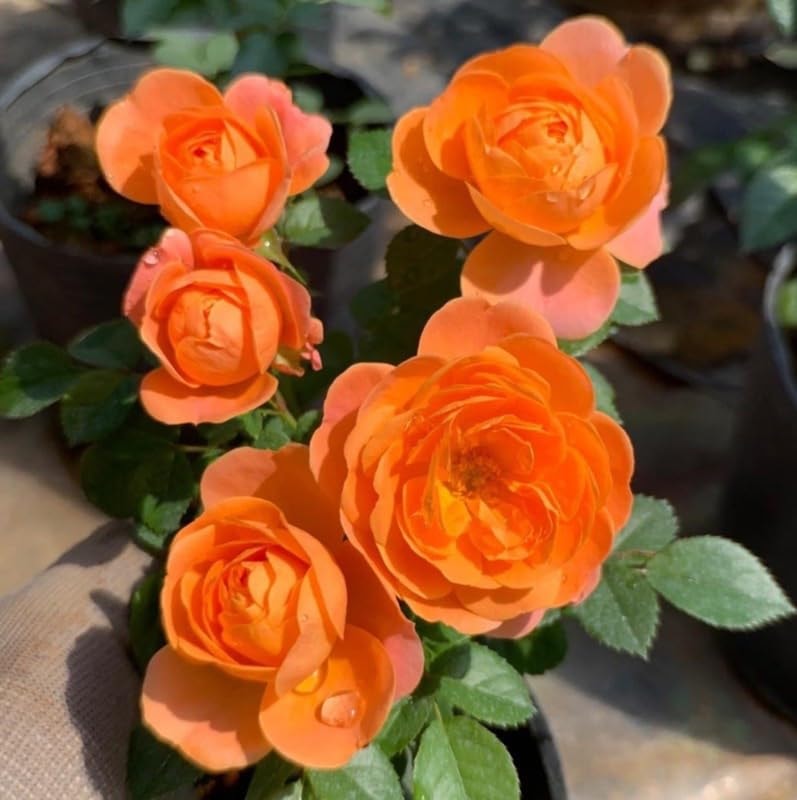 Charming Orange Mini Roses