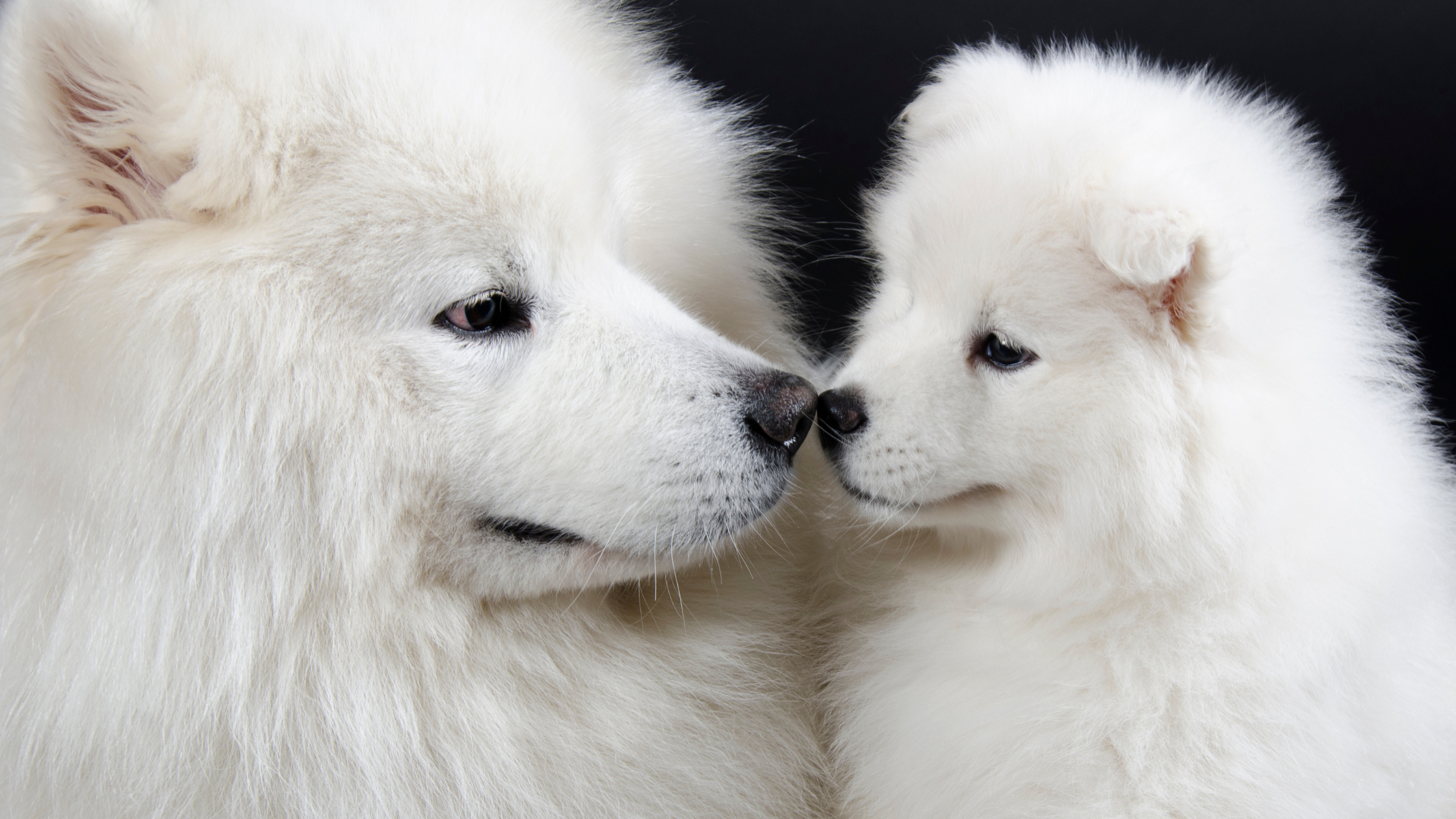 An adult Samoyed and a puppy nose to nose