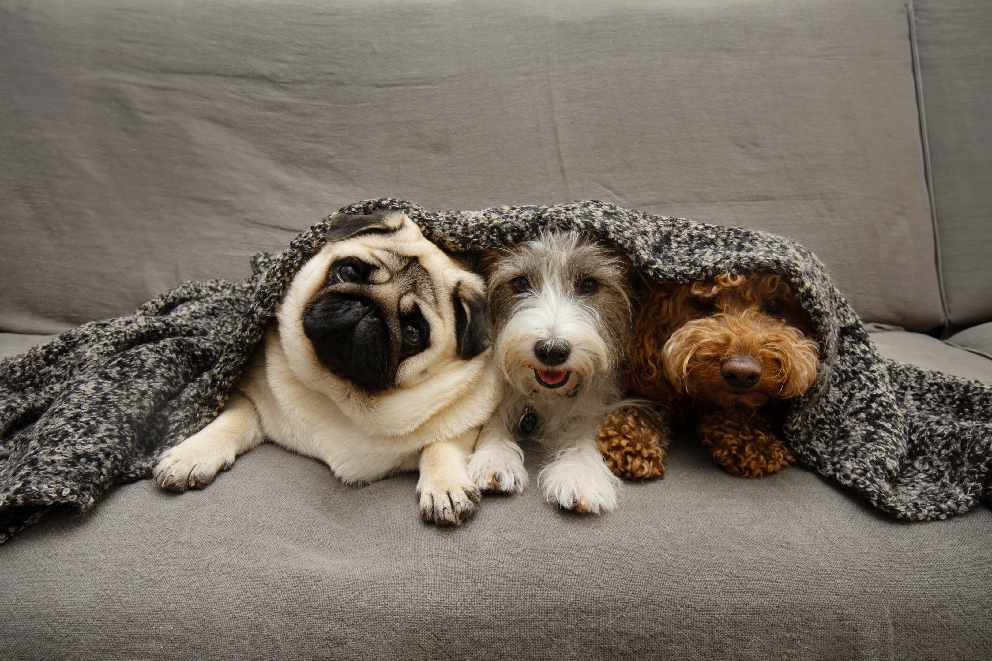 A happy pug with two other dogs