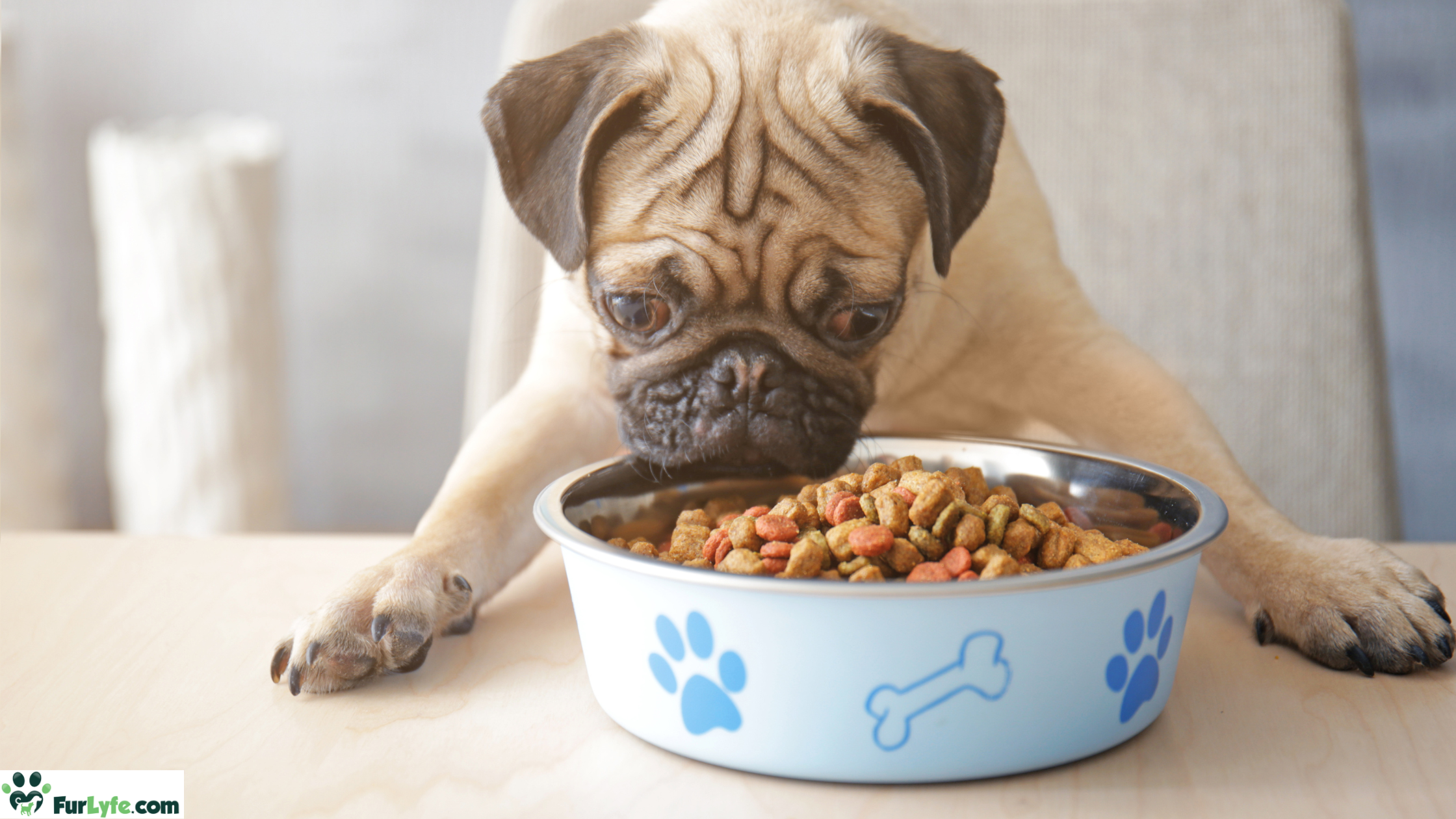A pug dog eating high quality dog food