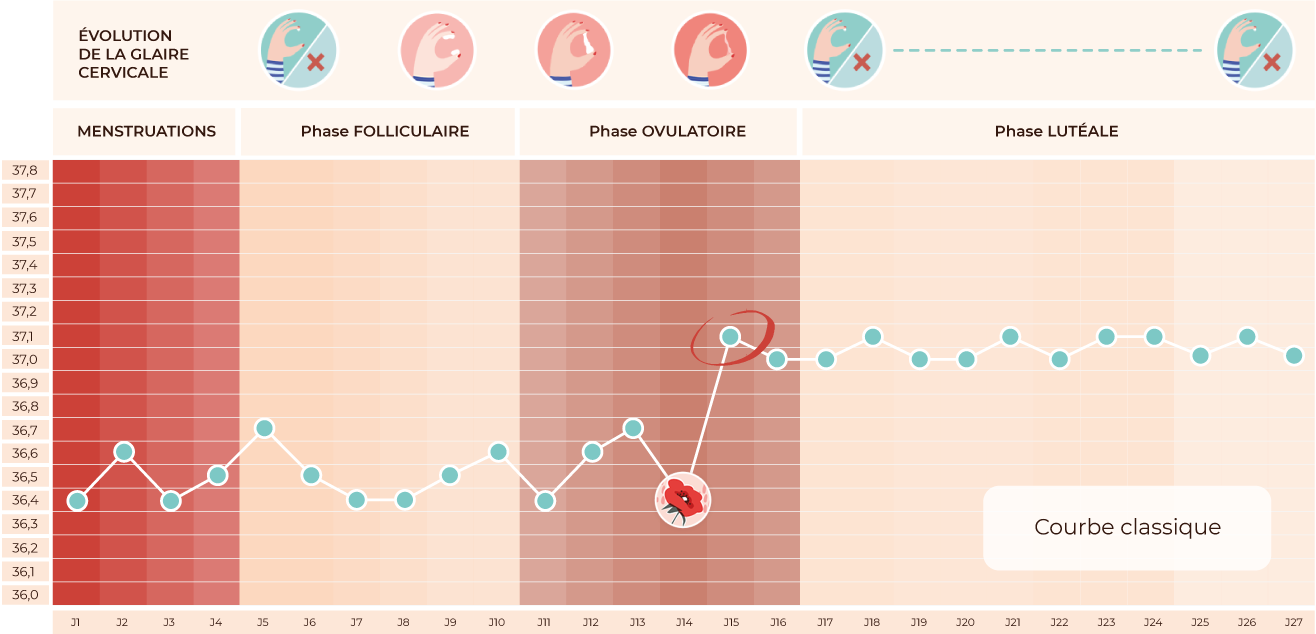 confirmation ovulation