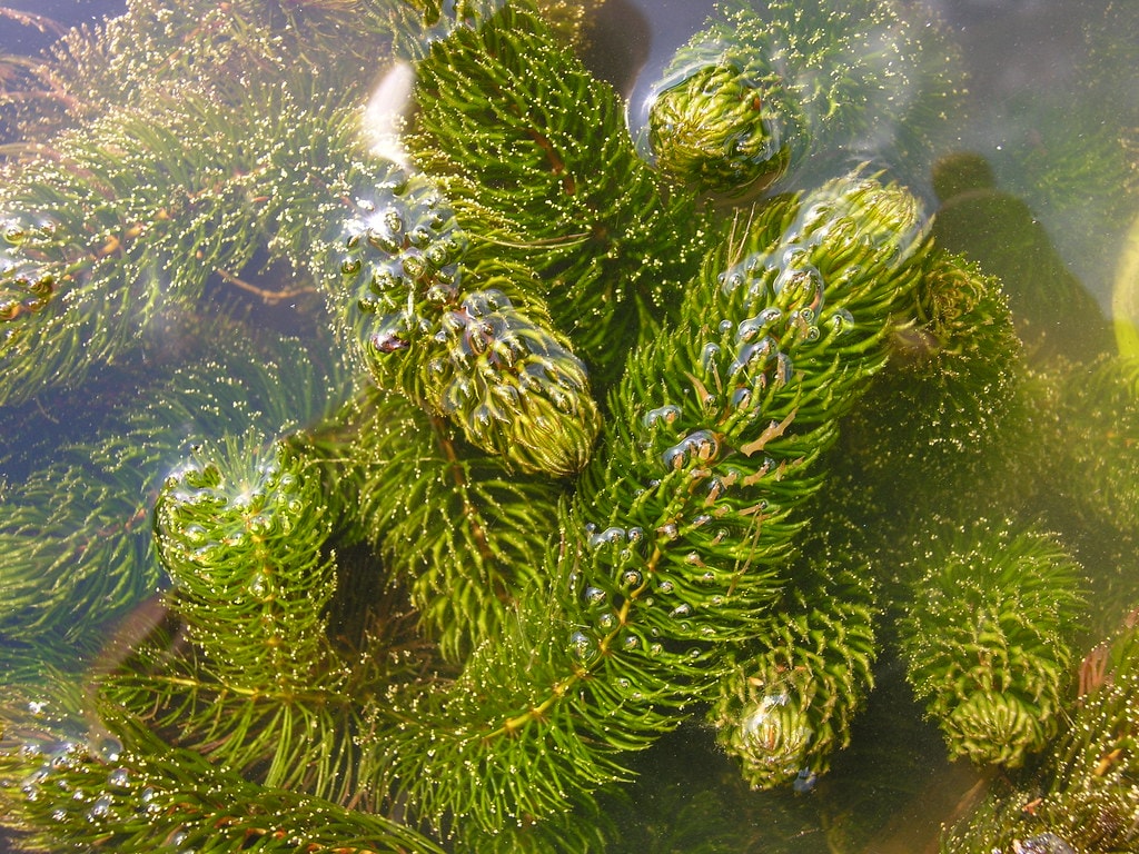 Species like hornwort are the best plants to control algae