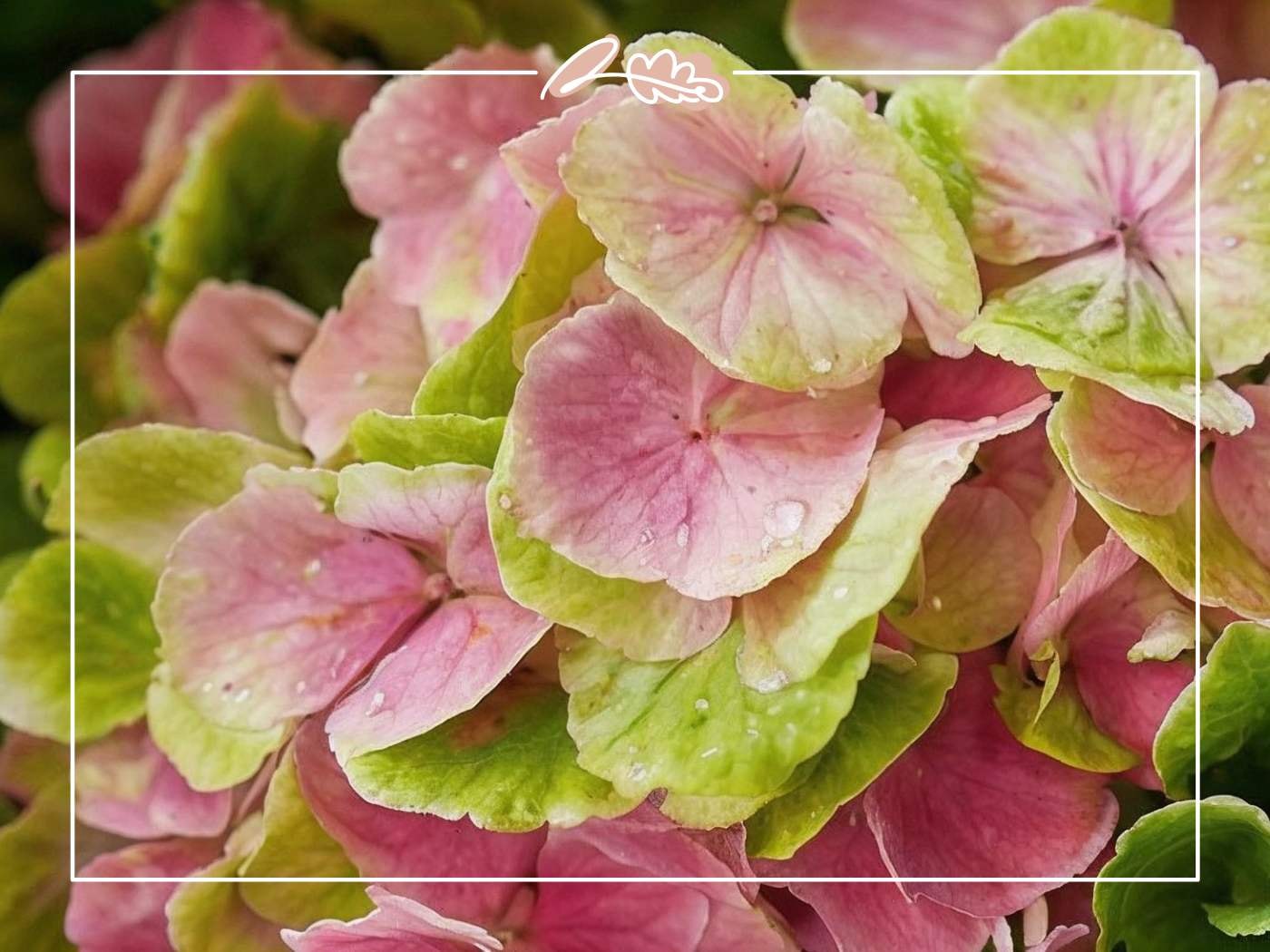 Close-up of pink and green hydrangea petals with morning dew drops showing the colour transition caused by soil pH