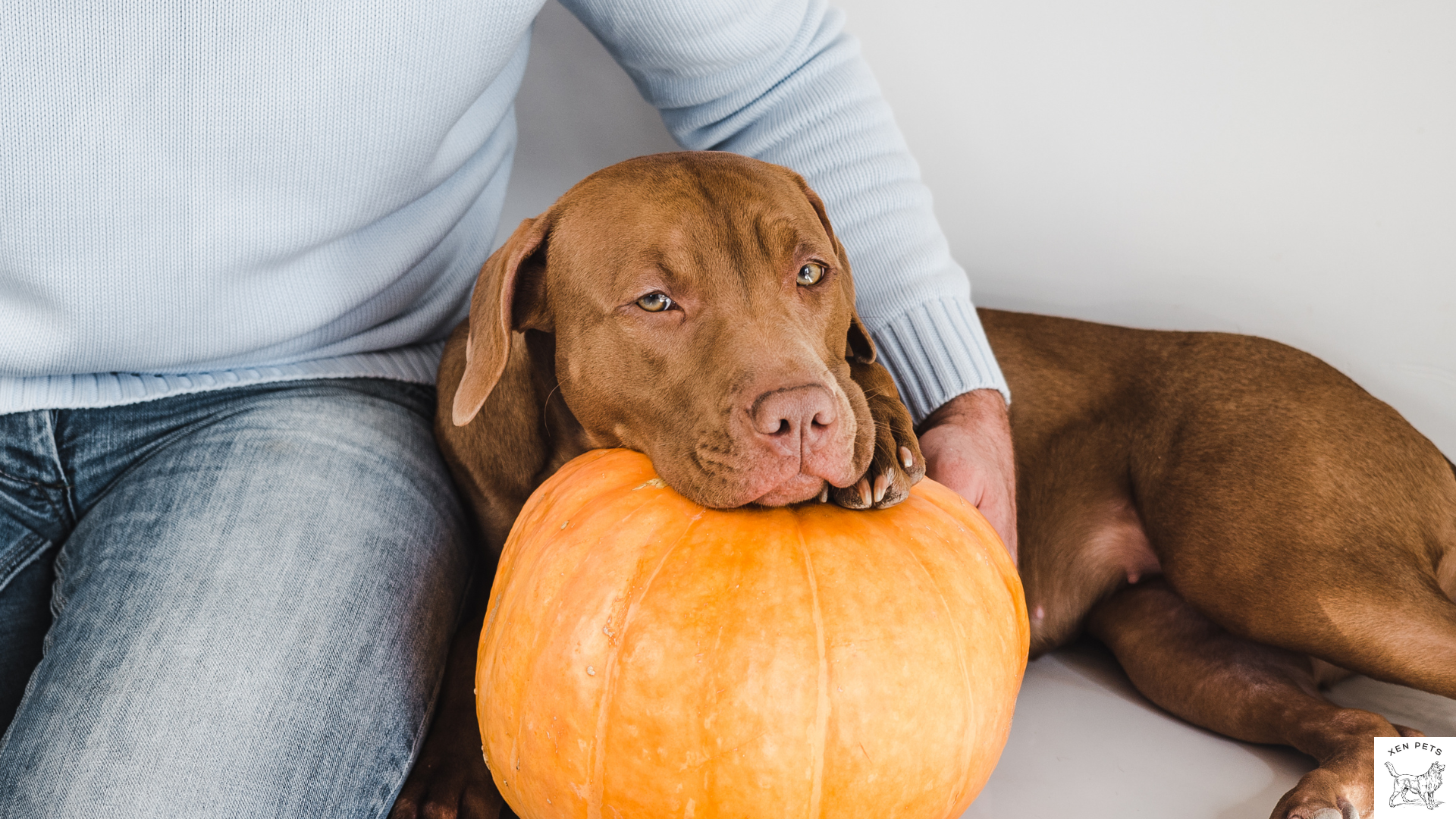 dog laying next to a pumpkin