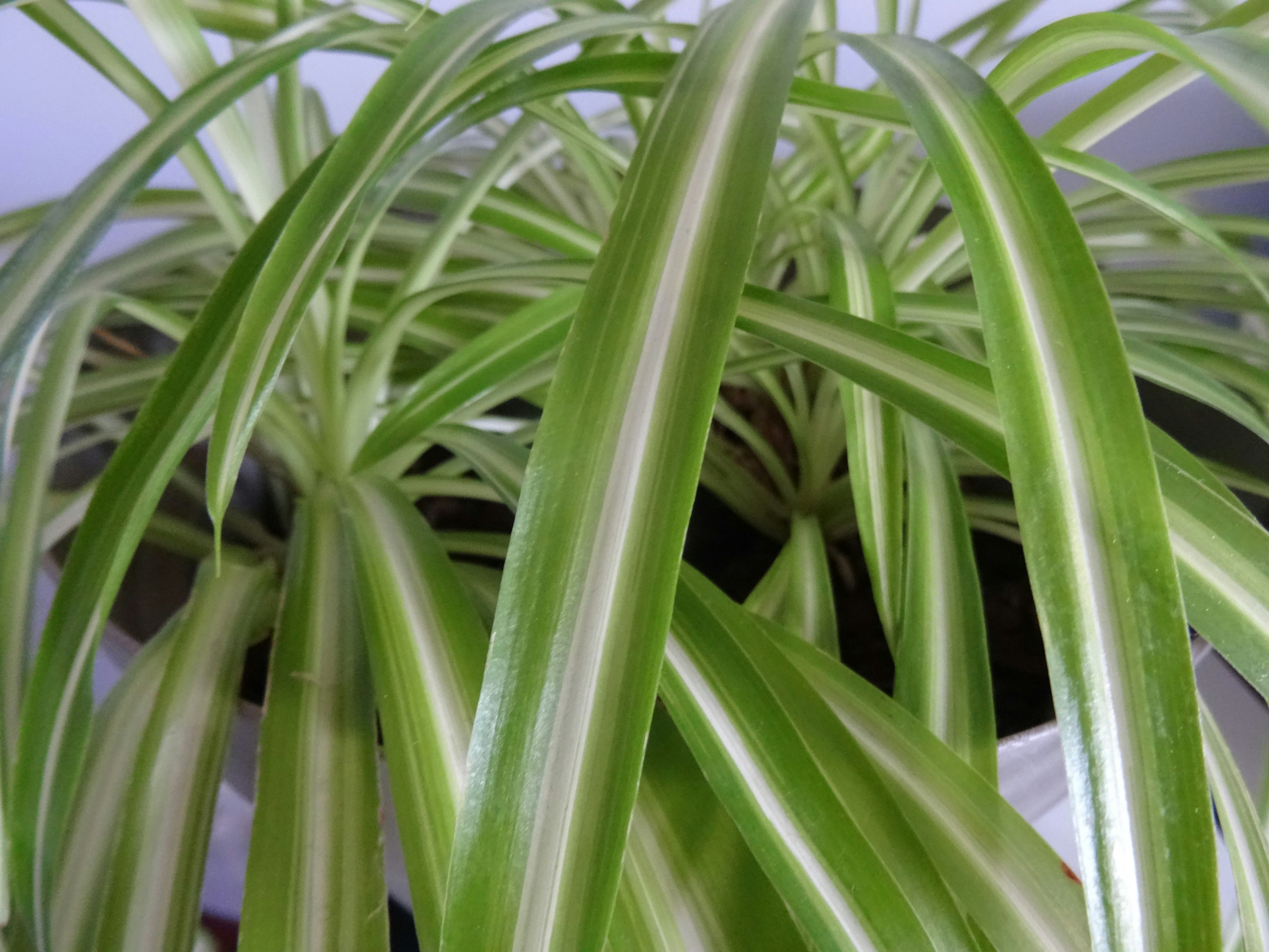 more spider plants, healthy plant, root ball