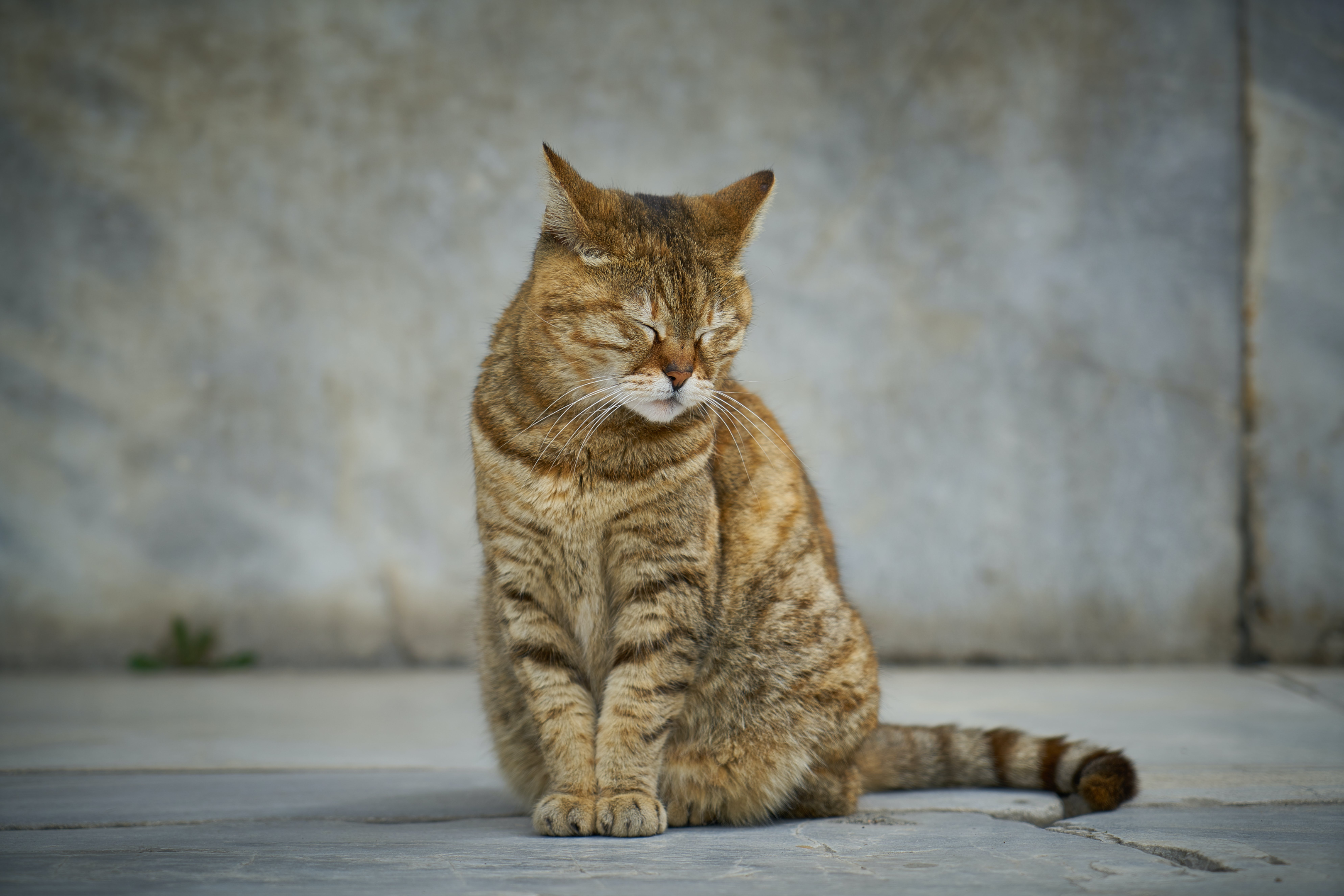 Early spaying helps curb mammary cancer in cats.