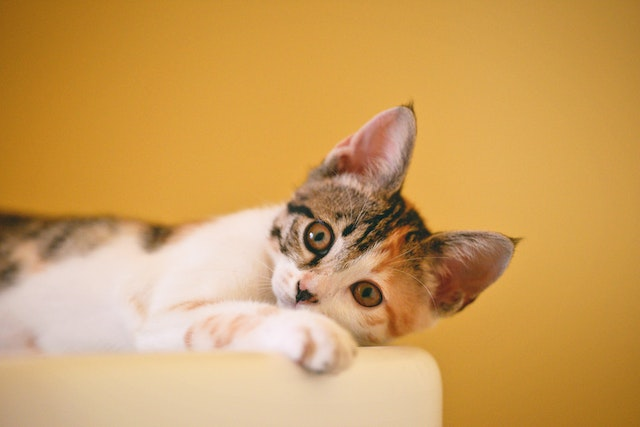 Cat scratching bedroom clearance door