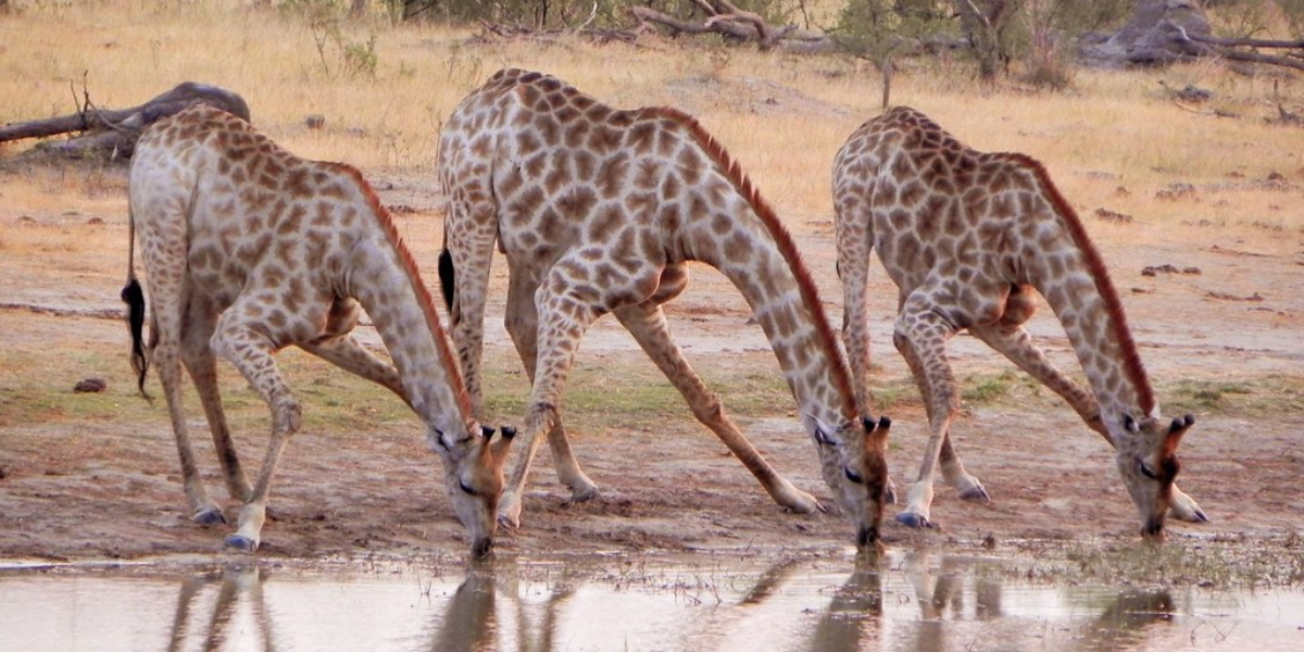 interesting animals in zimbabwe