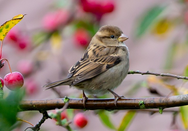 sparrow, bird, garden