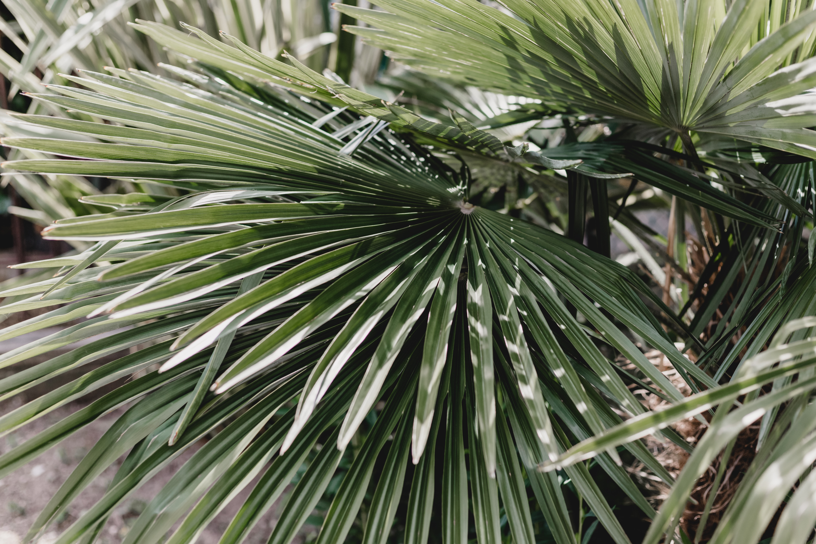 Spike plant in sunlight