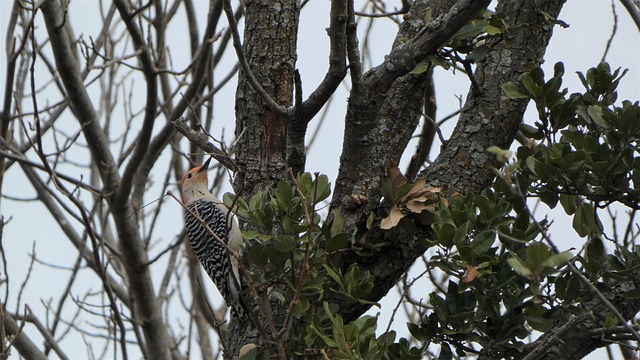bird, woodpecker, ornithology