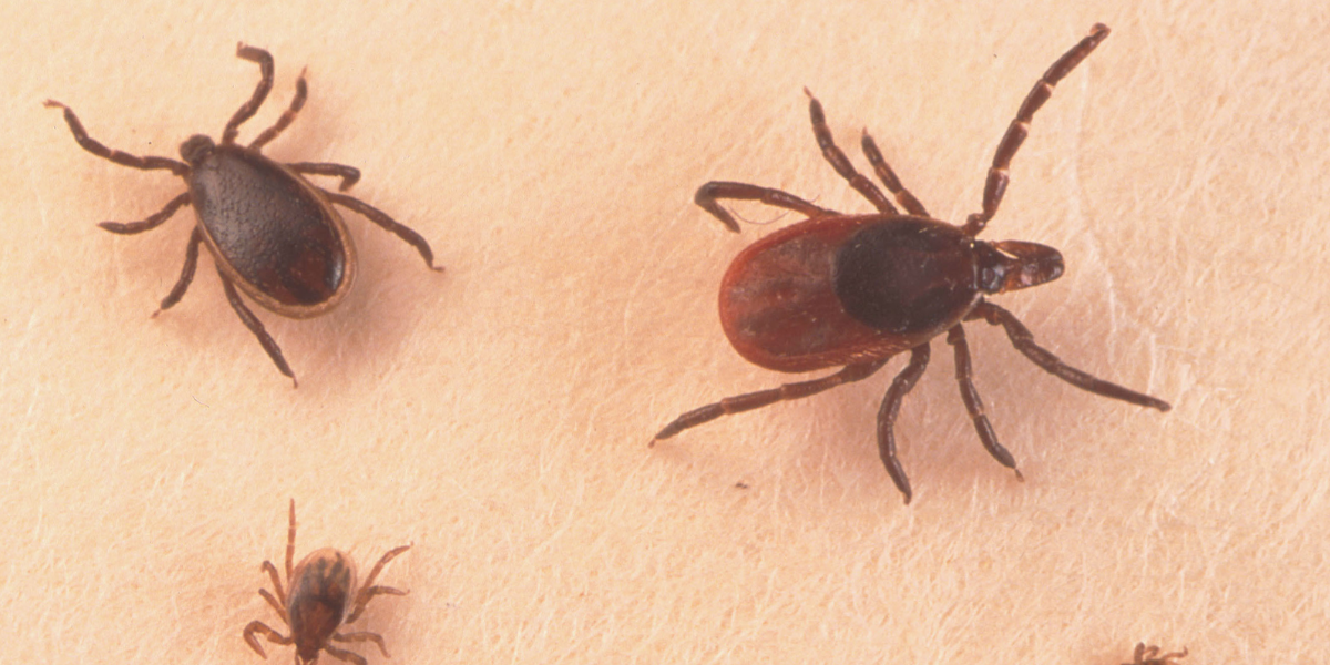 Ticks, dangerous animals 