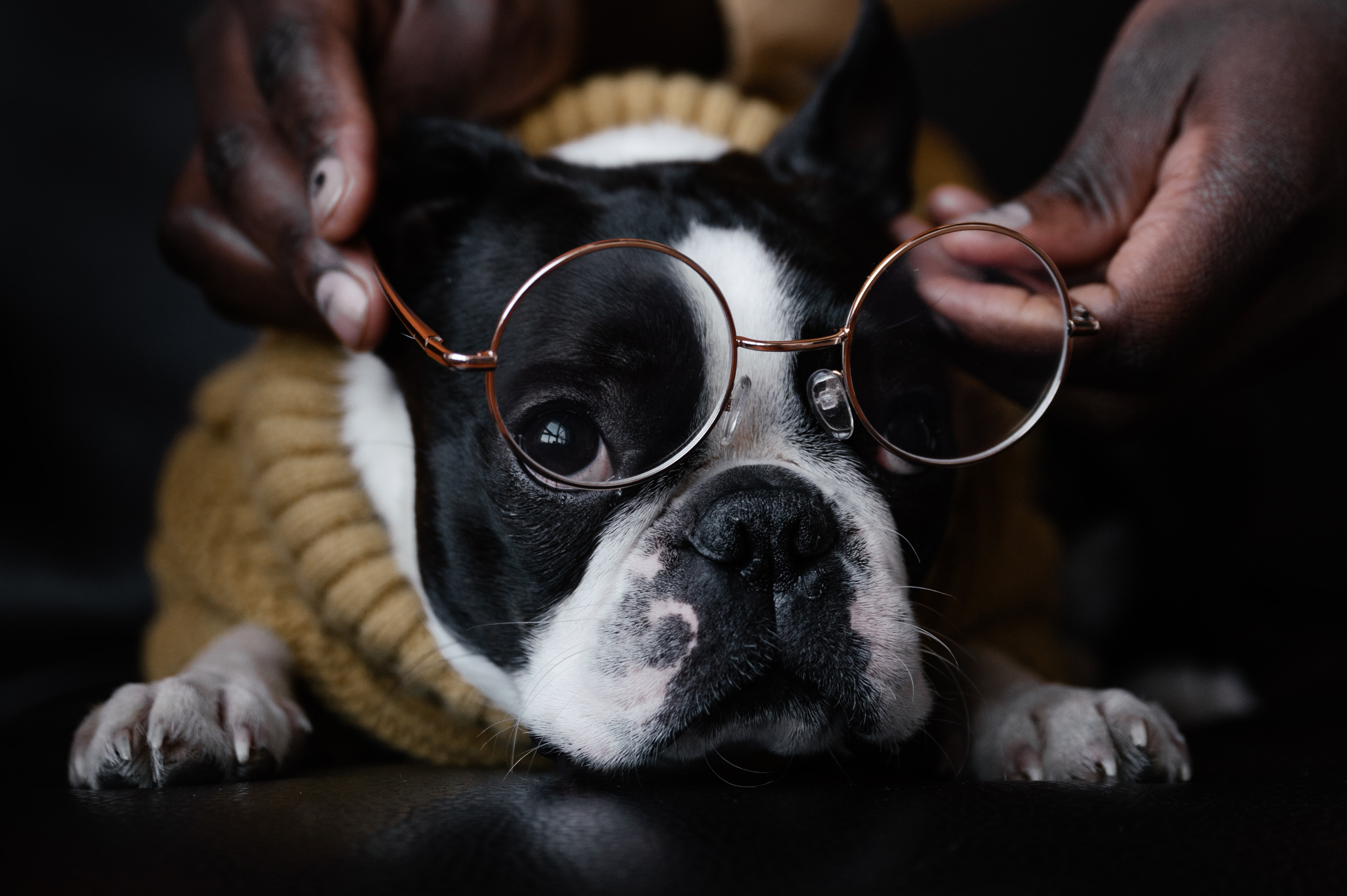 A senior Boston Terrier wearing glasses.
