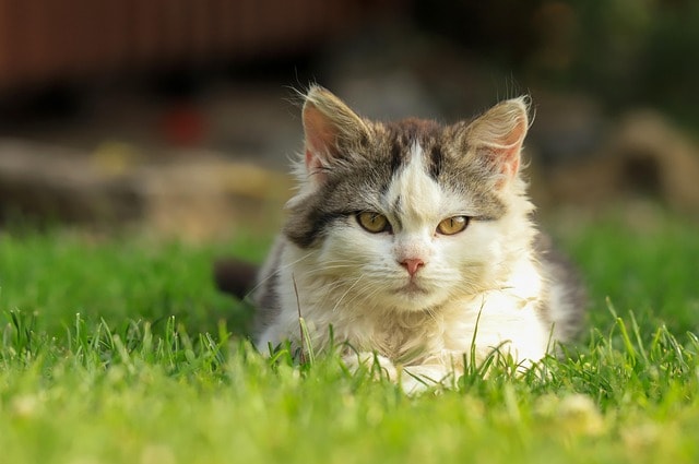 cat, kitten, pet, nature, young cat, animal, domestic cat, feline, mammal, portrait