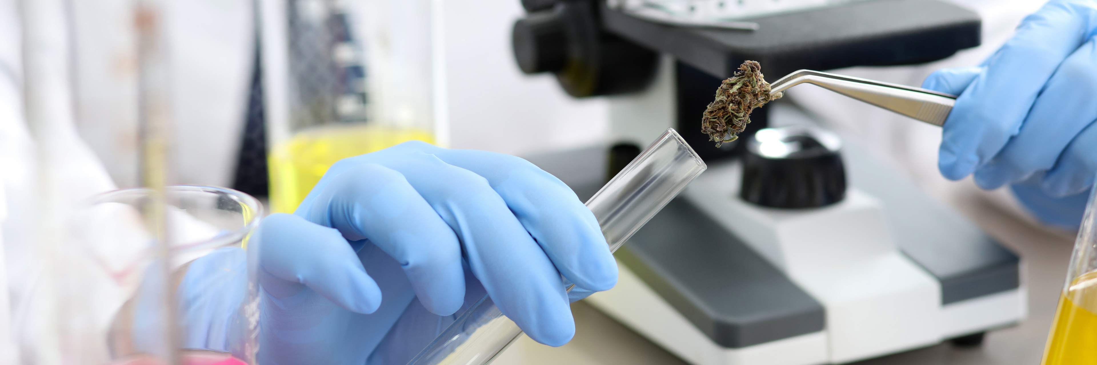 Flower being observed and tested in a lab.