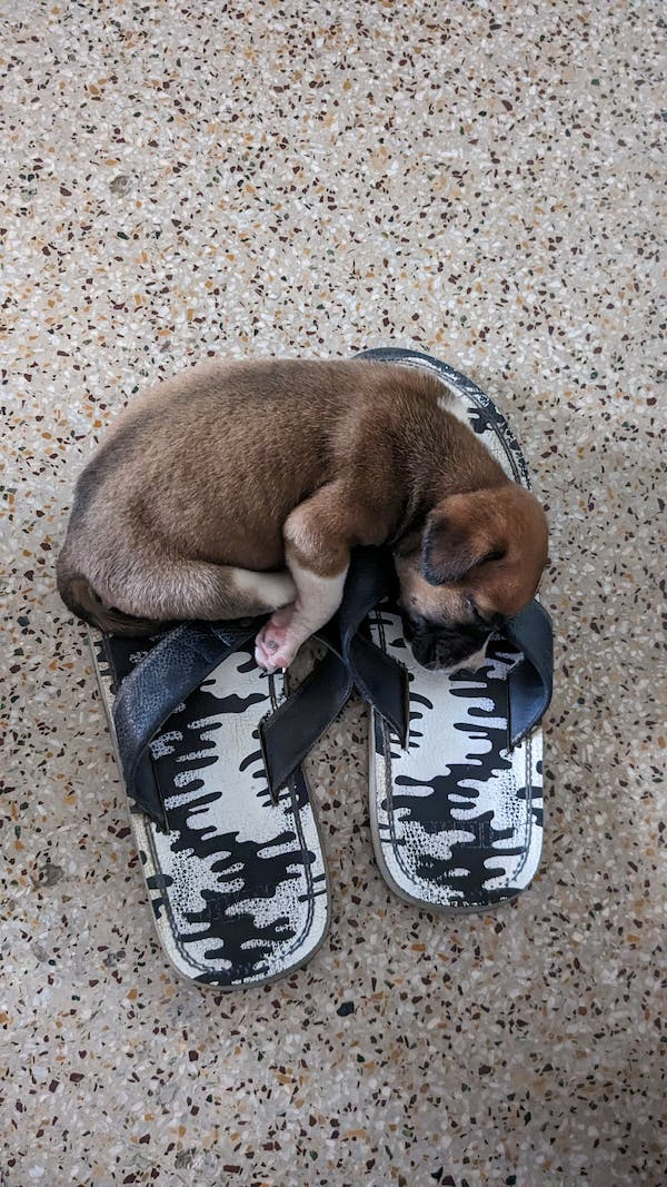 Dog laying on flip flop
