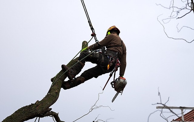 tree, man, worker, trunk, log, climbing technique, climb, rope climbing, worker, worker, worker, worker, nature, worker, climb