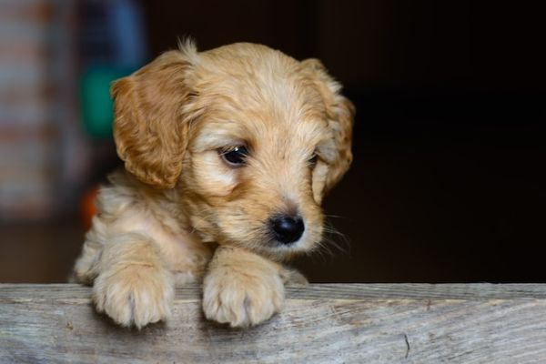 Brown Short Coated Puppy