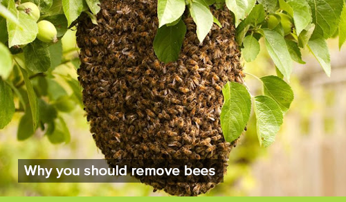 Is That a Honey Bee Hive Around Your Home?