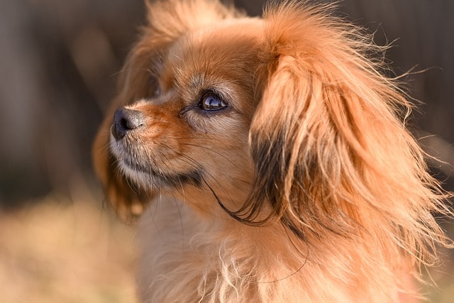 dog, mammal, pet, canine, animal, nature, fur, breed, tibetan spaniel, tibetan spaniel, tibetan spaniel, tibetan spaniel, tibetan spaniel, tibetan spaniel