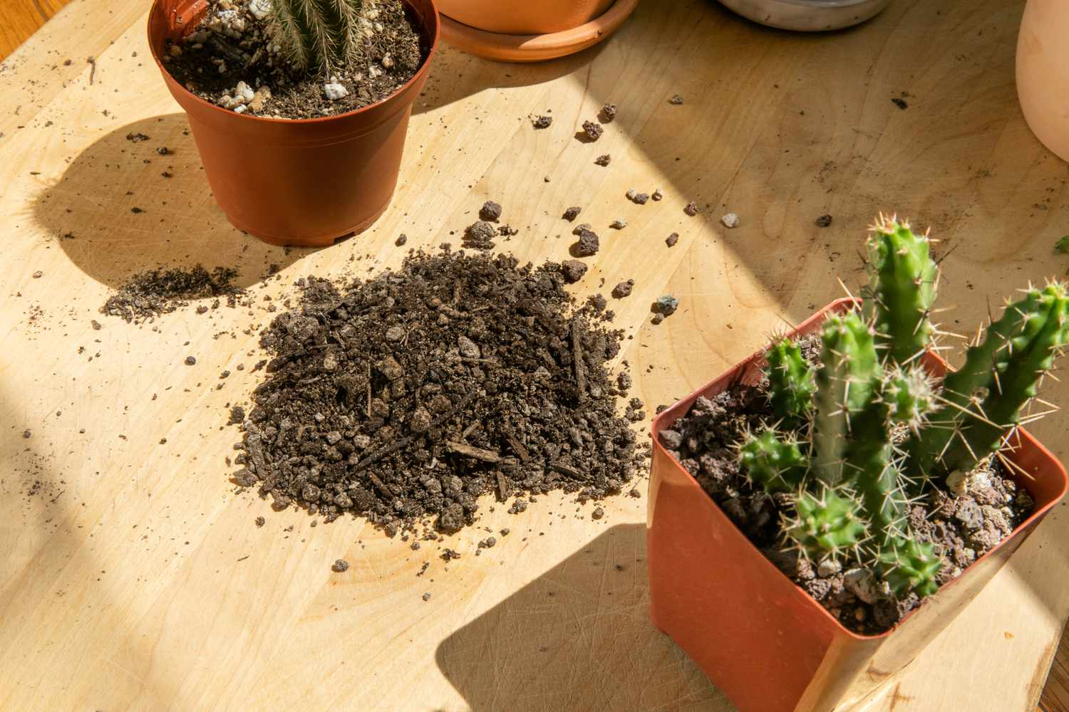 potting soil for cactus, succulent