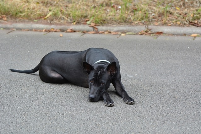 thai ridgeback, ridgeback, thai ridgeback dog, young dog, black dog, cute dog, pet, animal, dog, domestic animal, cute