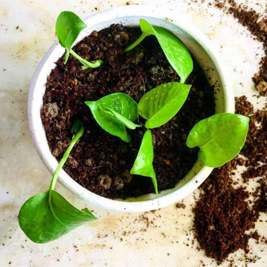 Best Soil for Pothos Houseplants